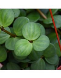 Peperomia Tetraphylla 'Hoya Hope'