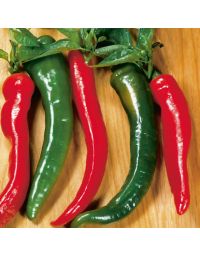 Capsicum, Hot Pepper 'Cayenne'