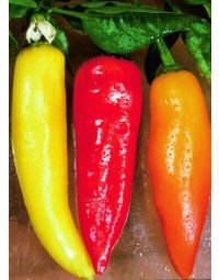 Capsicum, Hot Chili Pepper 'Hot Banana'
