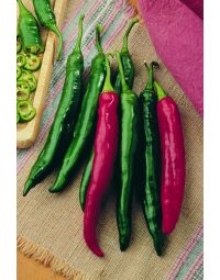 Capsicum, Mild Chili Pepper 'Italian Roaster'