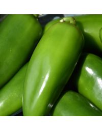 Capsicum, Hot Pepper 'Jalapeno'