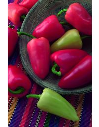 Capsicum, Hot Chili Pepper 'Mariachi'
