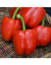 Capsicum, Sweet Bell Pepper 'Red'
