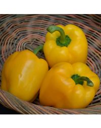 Capsicum, Sweet Bell Pepper 'Yellow'