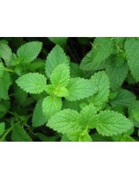 Mentha, Peppermint