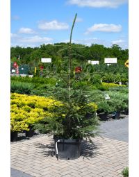 Picea, Norway Spruce