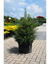 Picea, Norway Spruce