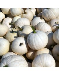 Pumpkins, Pie 'White'