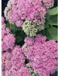 Sedum, Stonecrop 'Pink Bomb'
