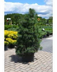 Pinus, Eastern White Pine