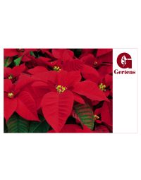 Poinsettia - Gift Card