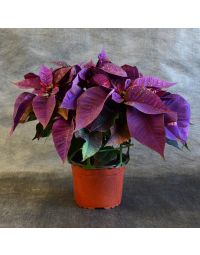 Purple Painted Poinsettia in Bare Pot