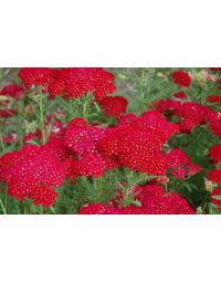 Achillea, Common Yarrow 'Pomegranate'