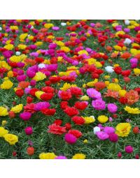 Portulaca (Moss Rose), Happy Hour™ Mix