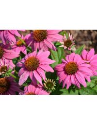 Echinacea, Purple Coneflower 'PowWow Wild Berry'