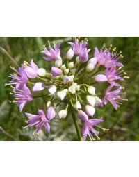 Allium, Prairie Onion 'Minnesota Native'