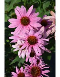 Echinacea, Purple Coneflower 'Prairie Splendor™'