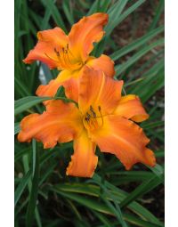 Hemerocallis, Orange Daylily 'Primal Scream'