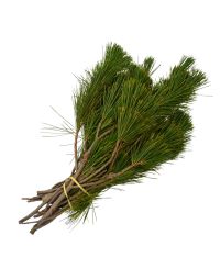 Pine 'Princess Pine'