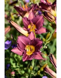 Hemerocallis, Purple Daylily 'Purple d’ Oro'