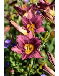 Hemerocallis, Purple Daylily 'Purple d’ Oro'