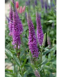 Veronica, Spiked Speedwell 'Purpleicious'