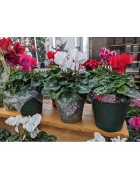 Cyclamen in Christmas Premuim Pot