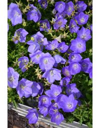 Campanula, Tussock Bellflower 'Rapido Blue'