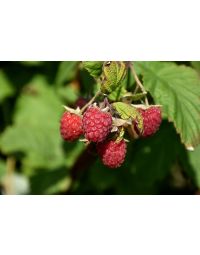 Rubus, Summer Raspberry 'Encore'