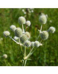 Eryngium, Rattlesnake Master 'Minnesota Native'