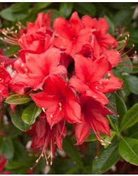 Rhododendron, Azalea 'First Editions® Electric Lights™'