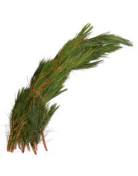 Pine 'Red Pine' Large