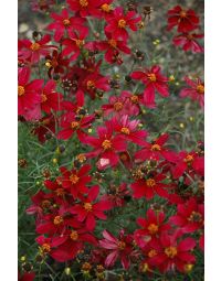 Coreopsis, Threadleaf Tickseed 'Red Satin'