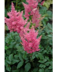 Astilbe, Japanese Astilbe 'Rheinland'