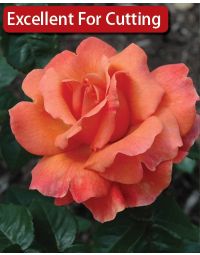 Rosa, Floribunda Rose 'Easy Does It™'