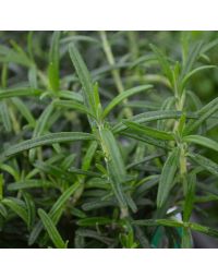 Rosmarinus, Upright Rosemary