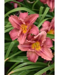 Hemerocallis, Pink Daylily 'Rosy Returns'