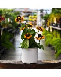 5.25"" Pot
