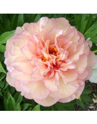 Paeonia, Itoh Peony 'Scrumdiddlyumptious'