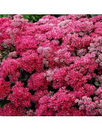 Sedum, Stonecrop 'Dynomite'
