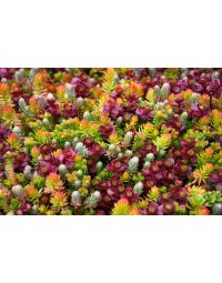 Sedum, Live Mulch 'Color Splash'