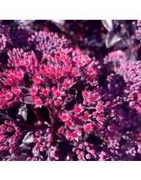 Sedum, Nova® Cherry Fizz