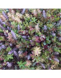 Sedum, Live Mulch 'Color Splash'