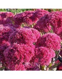 Sedum, Stonecrop 'Thunderhead'