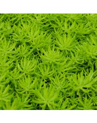 Sedum 'Lemon Ball'