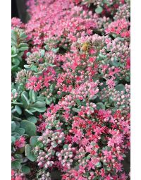 Sedum, Cliff Stonecrop 'Lidakense'