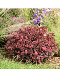 Sedum, Stonecrop, Rock 'N Grow® 'Midnight Velvet'