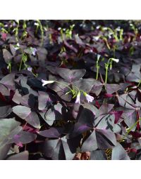 Oxalis Triangularis