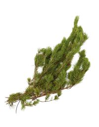 Pine 'Shore Pine'