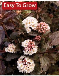 Physocarpus, Ninebark 'Diabolo®'